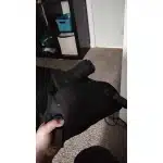 Скрытая гибридная кобура photo review